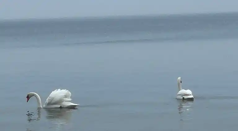 Sommerhus i Millinge