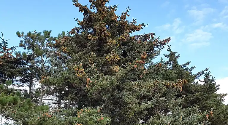 Sommerhus i Blåvand