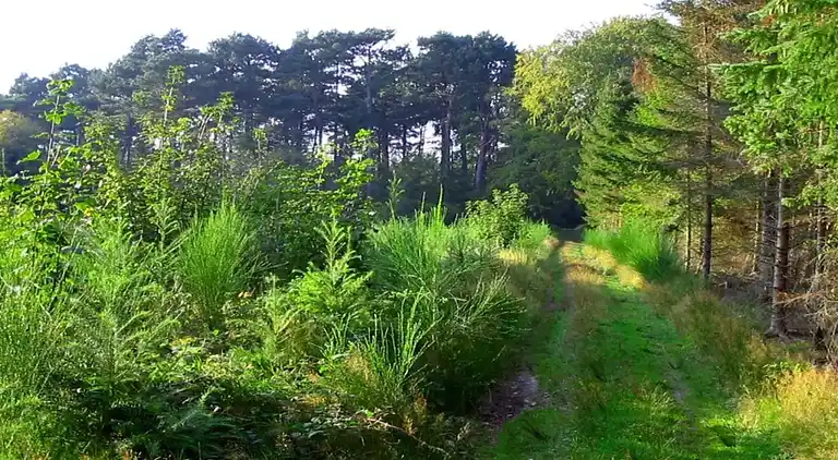Sommerhus i Væggerløse