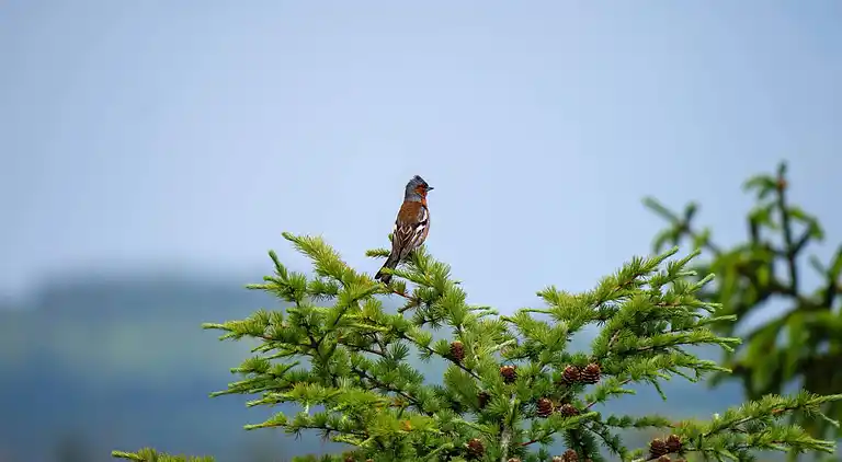 Vakantiehuis in Hovborg