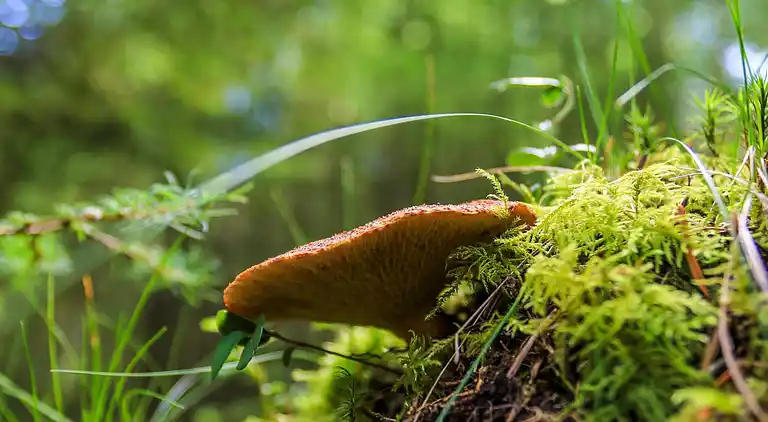 Vakantiehuis in Hovborg