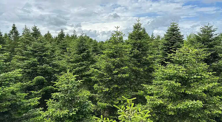 Vakantiehuis in Hovborg