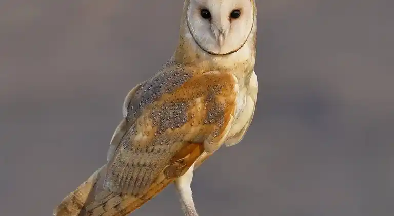 Amazing country retreat, hot tub