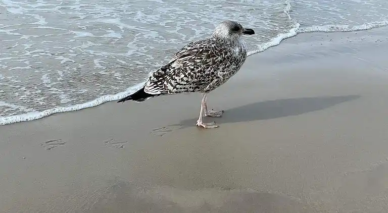 Holiday home in Saltum