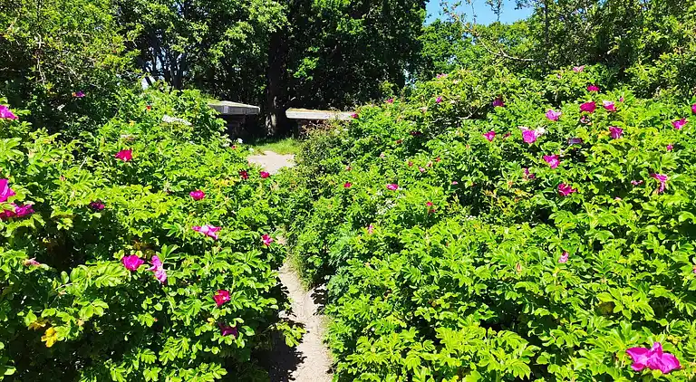 Semesterbostad vid Grønninghoved Strand