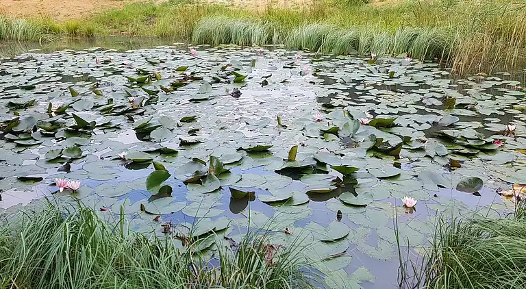 Semesterbostad vid Grønninghoved Strand