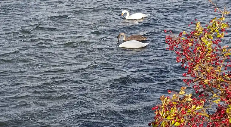 Semesterbostad i Stege