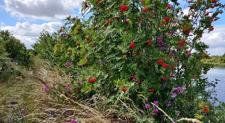 Semesterbostad i Stege