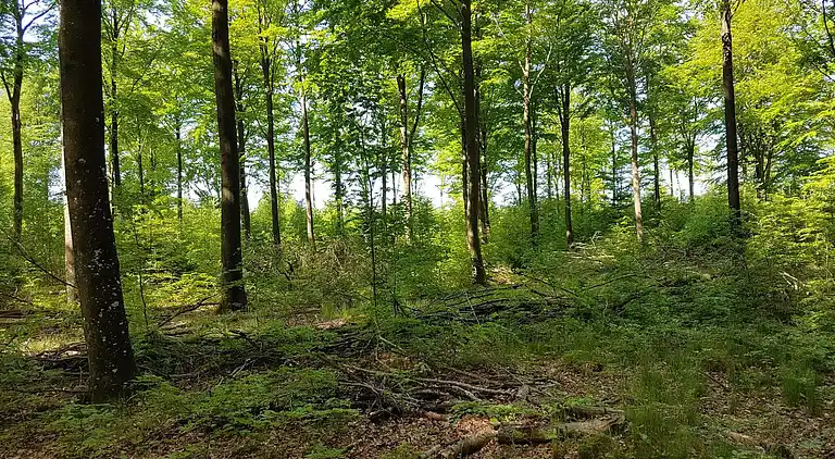 Holiday home in Branderup J