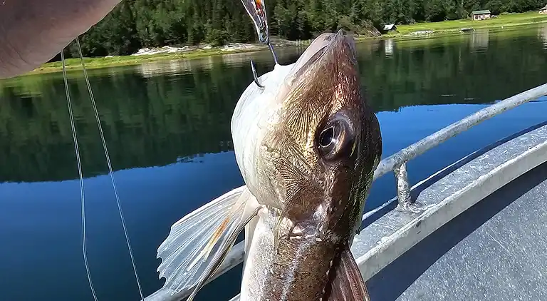 Semesterbostad i Aarfor