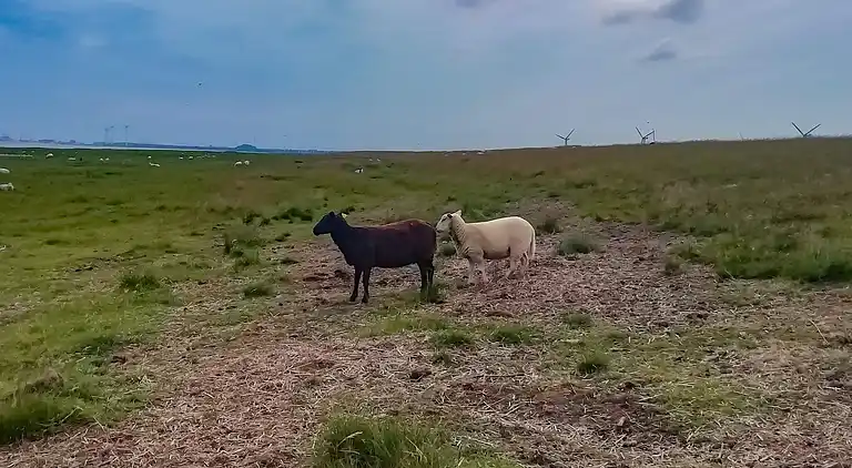 Feriebolig i Bramming