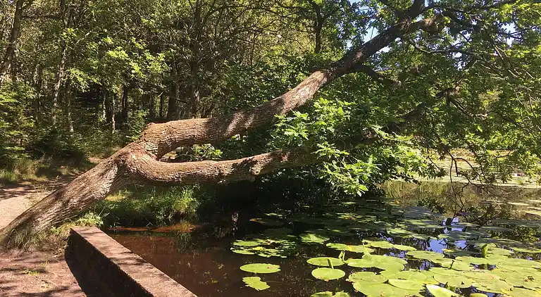 Sommerhus i Bindslev