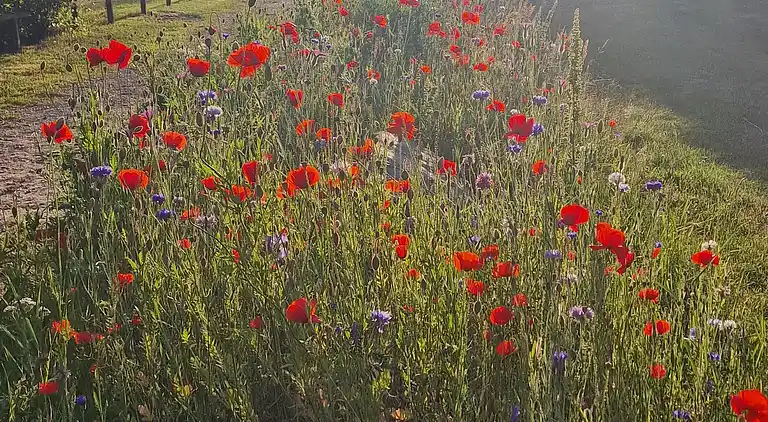  🌞 Attraktivt og lyst sommerhus i Hals