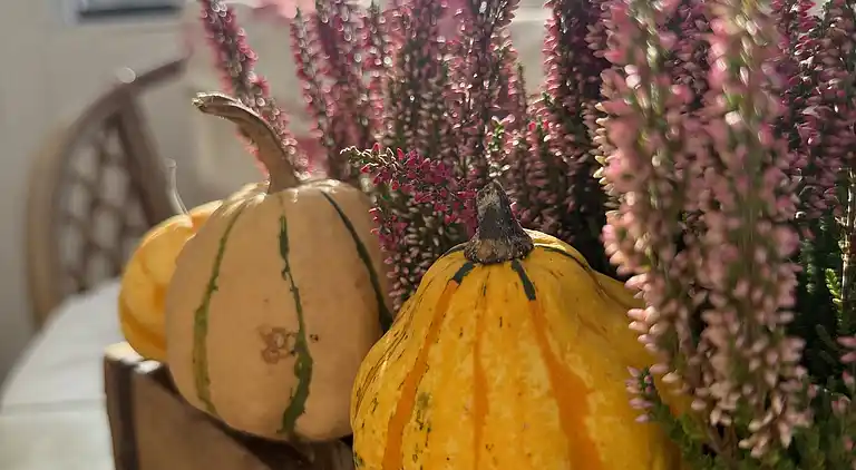  🌞 Attraktivt og lyst sommerhus i Hals