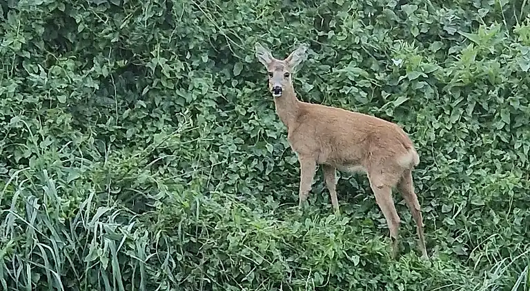  🌞 Attraktivt og lyst sommerhus i Hals