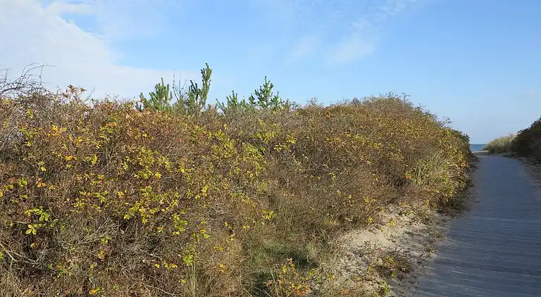 Ferienhaus in Ålbæk
