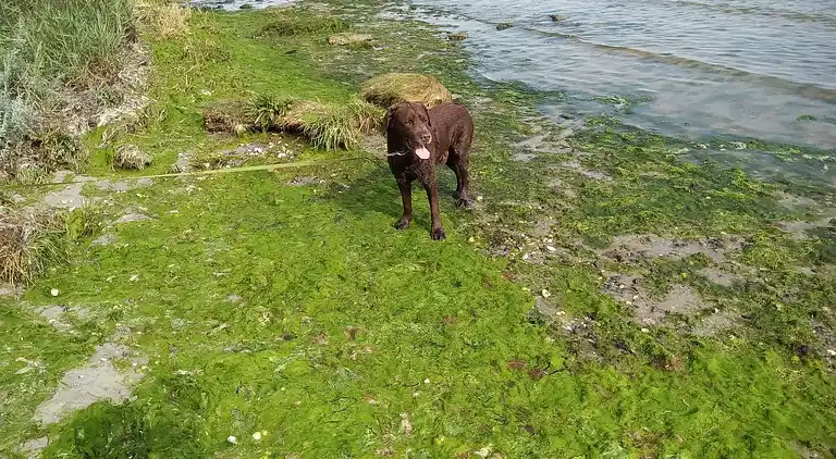 Feriebolig i Storvorde