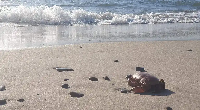 Holiday home in Ringkøbing