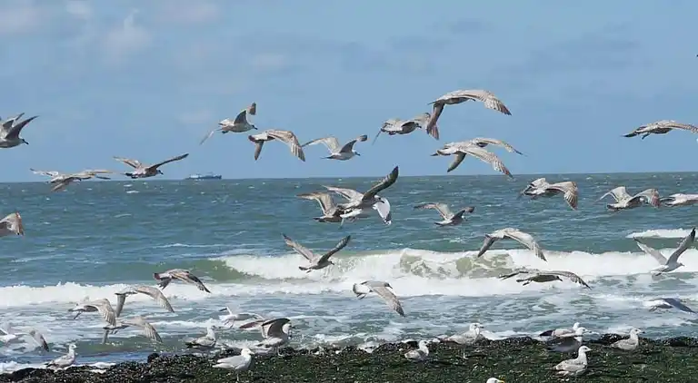 Sommerhus i Callantsoog