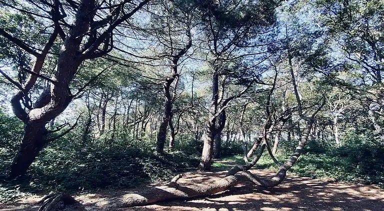 Sommerhus i Callantsoog