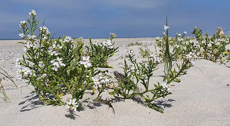 Sommerhus i Houstrup