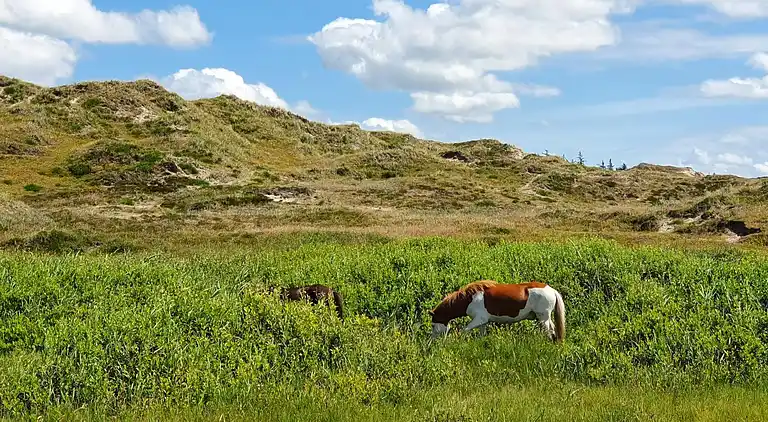 Sommerhus i Houstrup