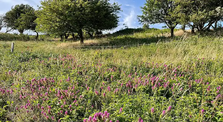 Holiday home in Ristinge