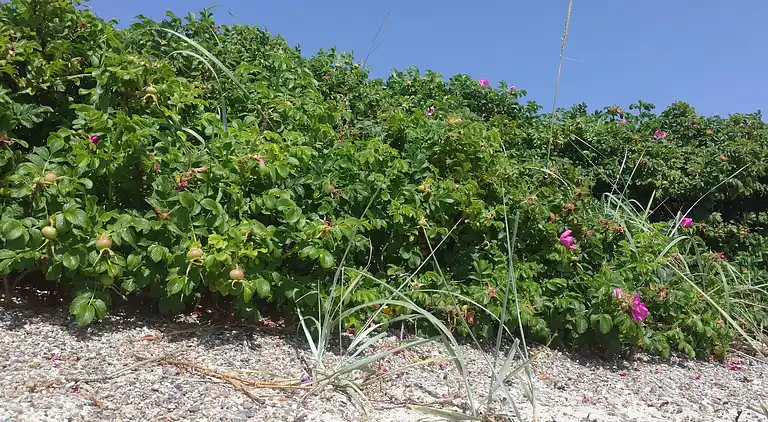 Holiday home in Kelstrup Strand