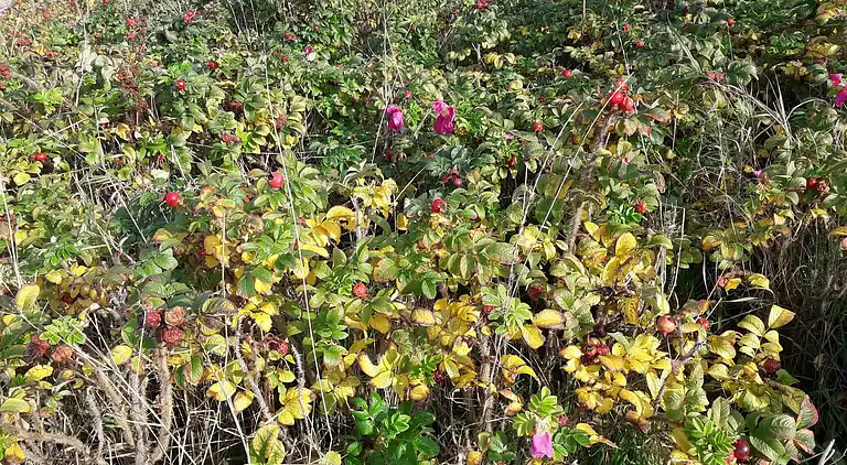 Holiday home in Asnæs