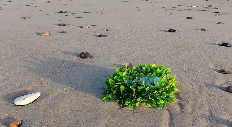 Sommerhus i Fjerritslev