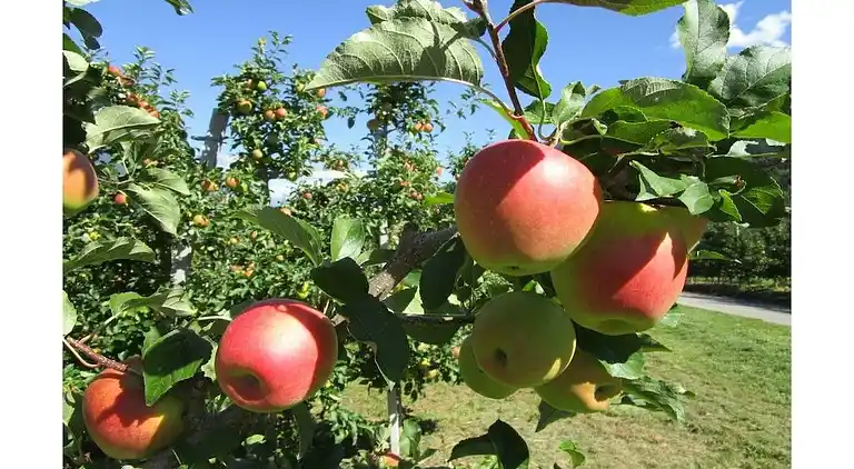 Ferienhaus in Tarsch