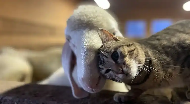 Ferienhaus in Tarsch