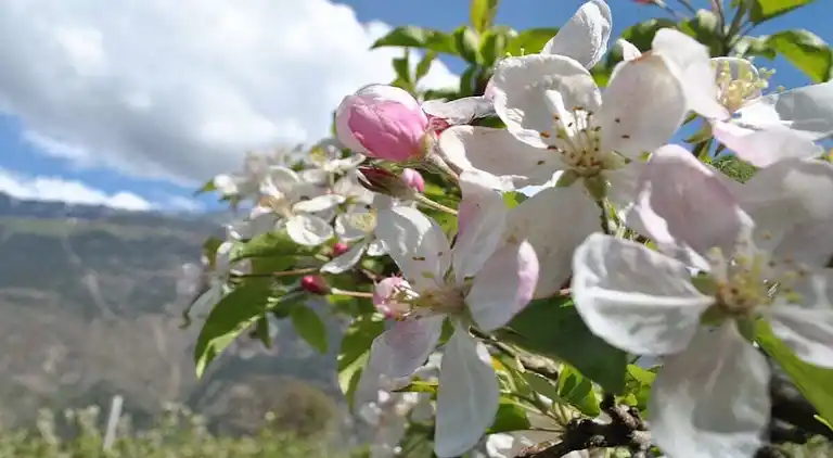 Ferienhaus in Tarsch