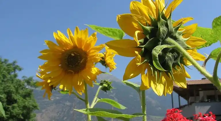 Ferienhaus in Tarsch