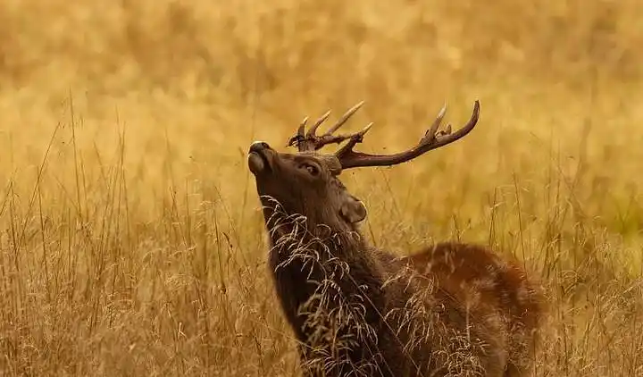 Lys og moderne feriebolig nær strand og skov