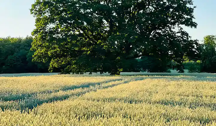 Lys og moderne feriebolig nær strand og skov