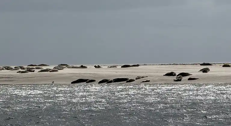 Vakantiehuis in Fanø
