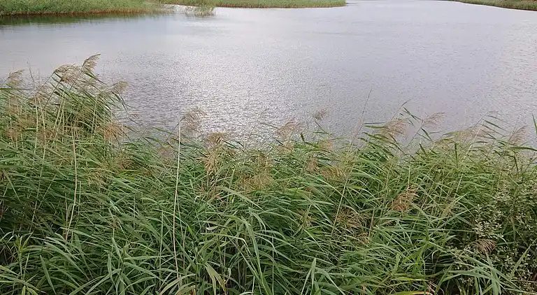 Semesterbostad vid Vejers Strand