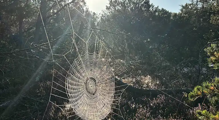 Unik beliggenhed på kæmpe solrig naturgrund 