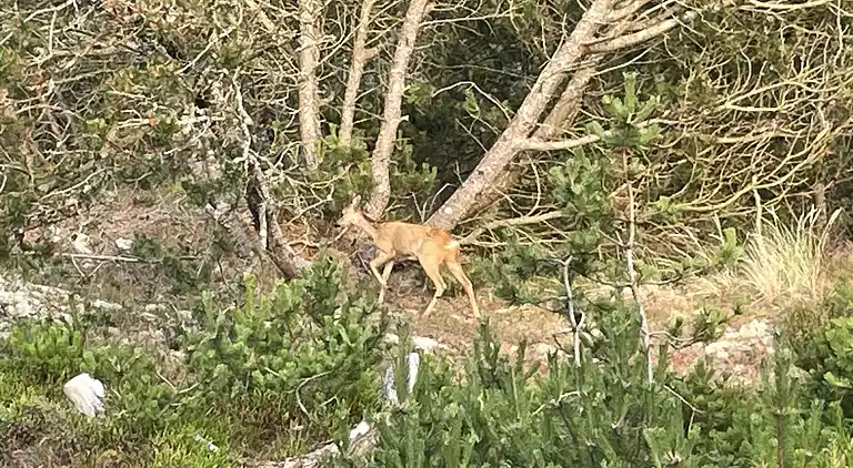 Unik beliggenhed på kæmpe solrig naturgrund 