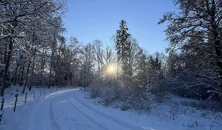 Ødegård i skoven ved større sø