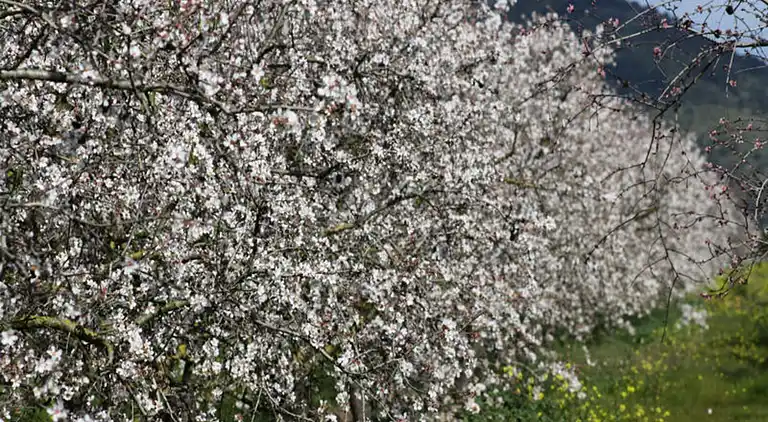 Ferienwohnung in Artà