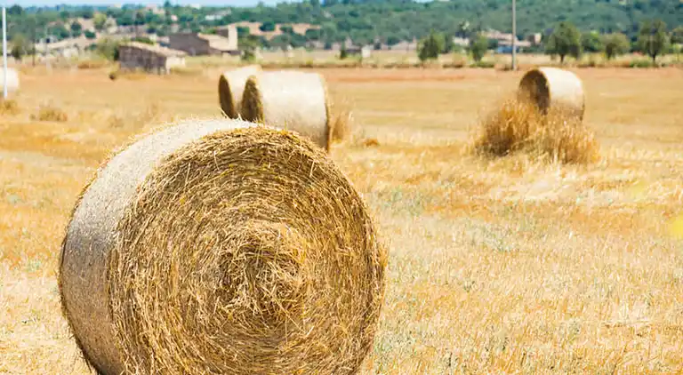 Ferienwohnung in Artà