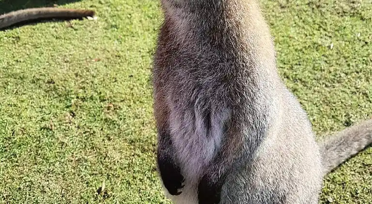 Apartment in Mont-Dore