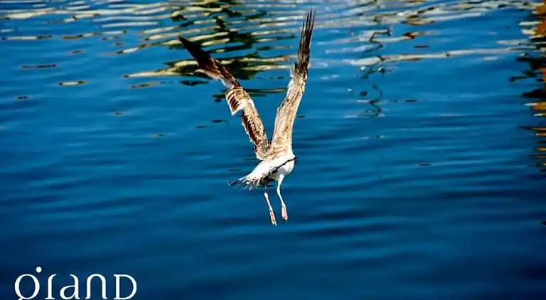Ferienwohnung in Okzitanien