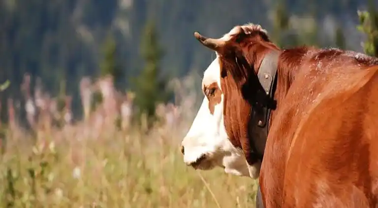 Ferienwohnung in Flumet