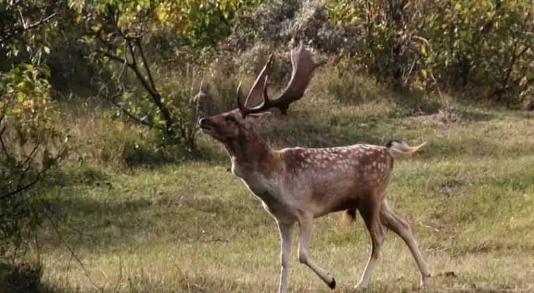Apartment in Zandvoort