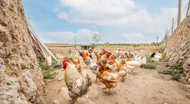 Cottage in El Palmer