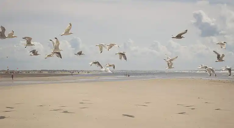 Feriebolig ved Rindby Strand