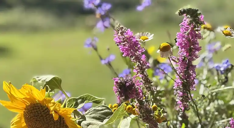 Sommerhus i naturen med ro, pejs og have